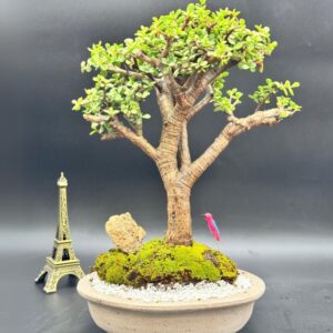 Arbol de la Abundancia