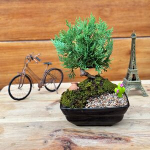 Thuja Dorada