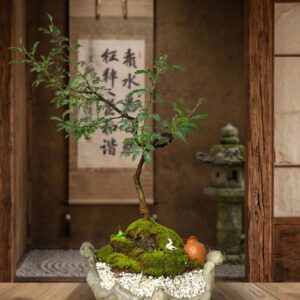 Bonsai Algarrobo