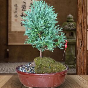 Cypress Azul