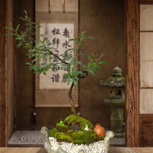 Bonsai Algarrobo