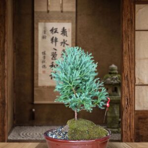 Cypress Azul