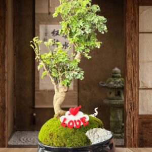 Aralia Min