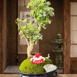 Aralia Min