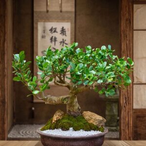 Ficus Panda