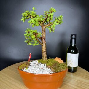 Bonsai Jade