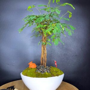 Árbol Acasia