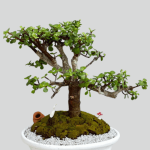 Jade de la Prosperidad