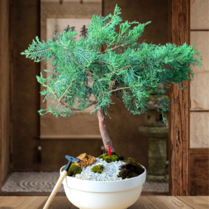 Bonsai Junipero