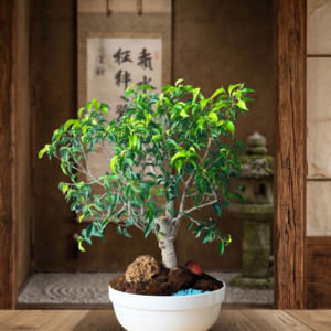 Ficus Benjamina
