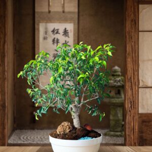 Ficus Benjamina