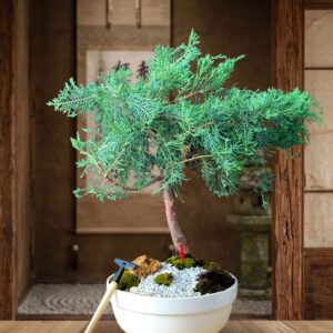 Bonsai Junipero