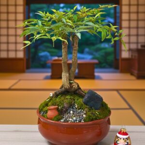 Arbol de la Felicidad
