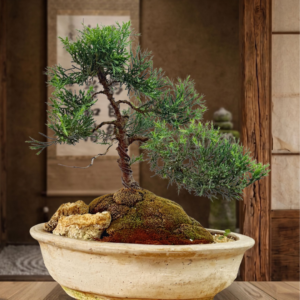 Juniperus