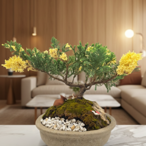 bonsai5