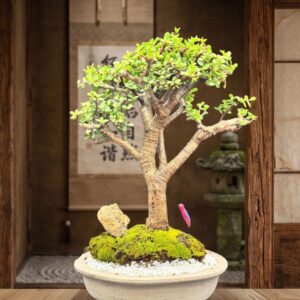 Arbol de la Abundancia
