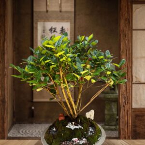 Ligustrum