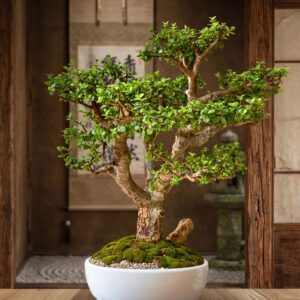 Jade XL