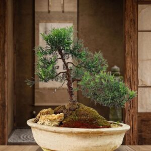 Juniperus
