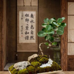 Ficus Panda