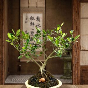 Ficus Panda