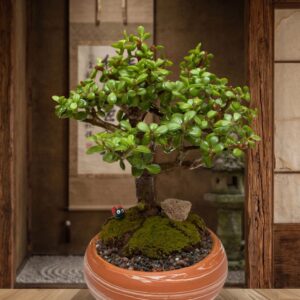 Mini Jade