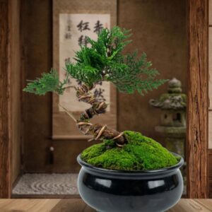 Thuja Verde