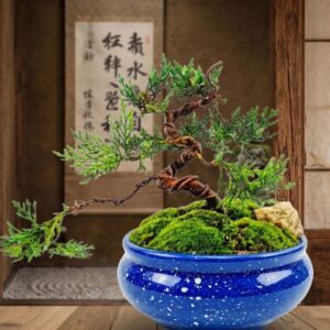 Thuja / Marcial