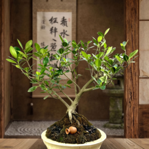 Ficus Panda