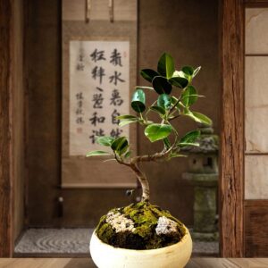 Ficus Pända