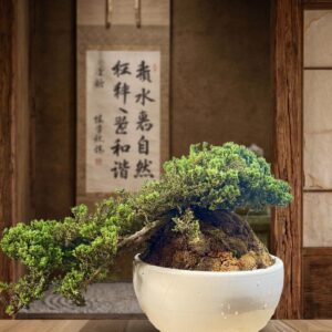 Juniperus