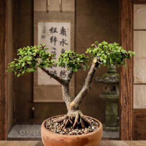 Bonsai Shogun
