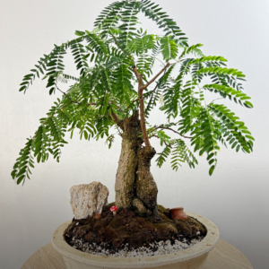 Bonsai Acasia